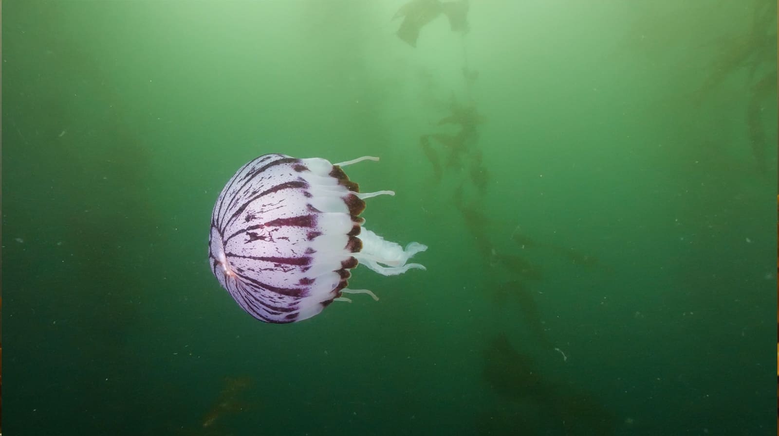 3rd Place - Snapshot Wide - Michael Alyono